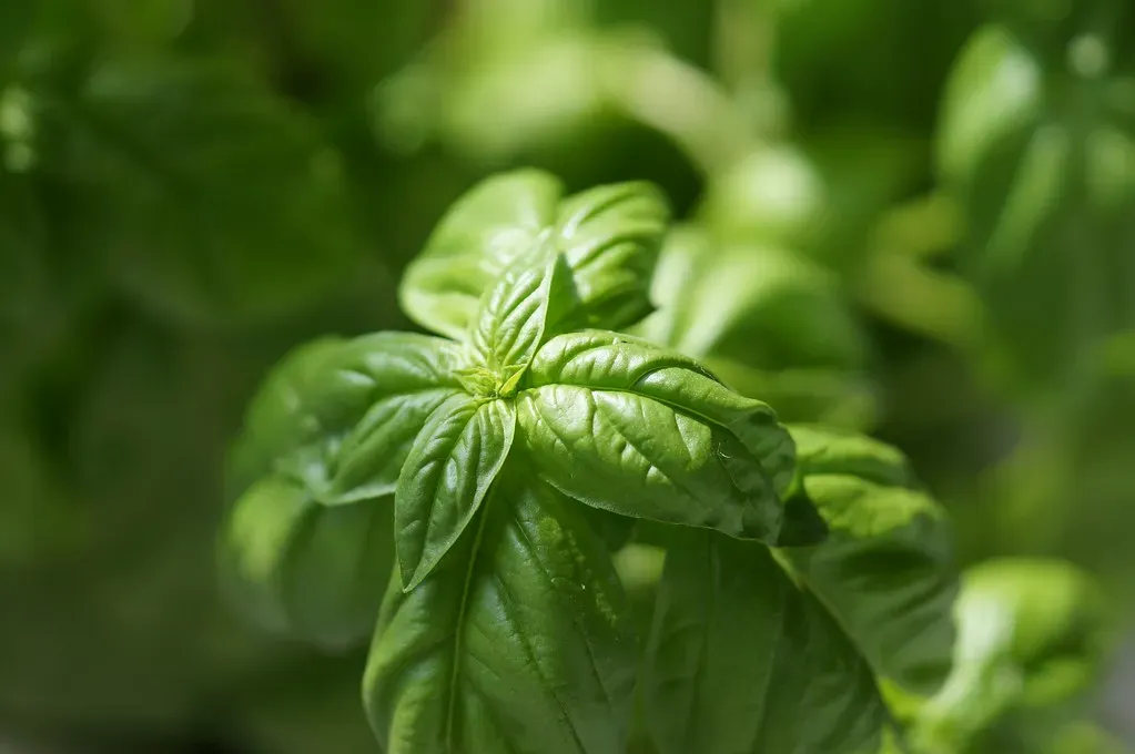 4. Basil: Your Kitchen's Secret Weapon (ccbarr, Flickr, CC BY-SA 2.0)