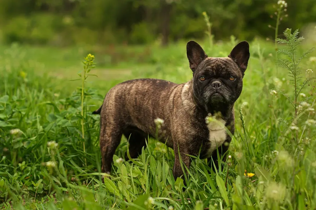 #15 - French Bulldogs: The Most Popular Dog in America Has a Serious Problem (Image Credits: Unsplash)