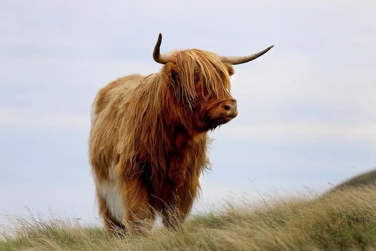 The Bull: The Unmistakable Symbol of Strength (Image Credits: Pixabay)