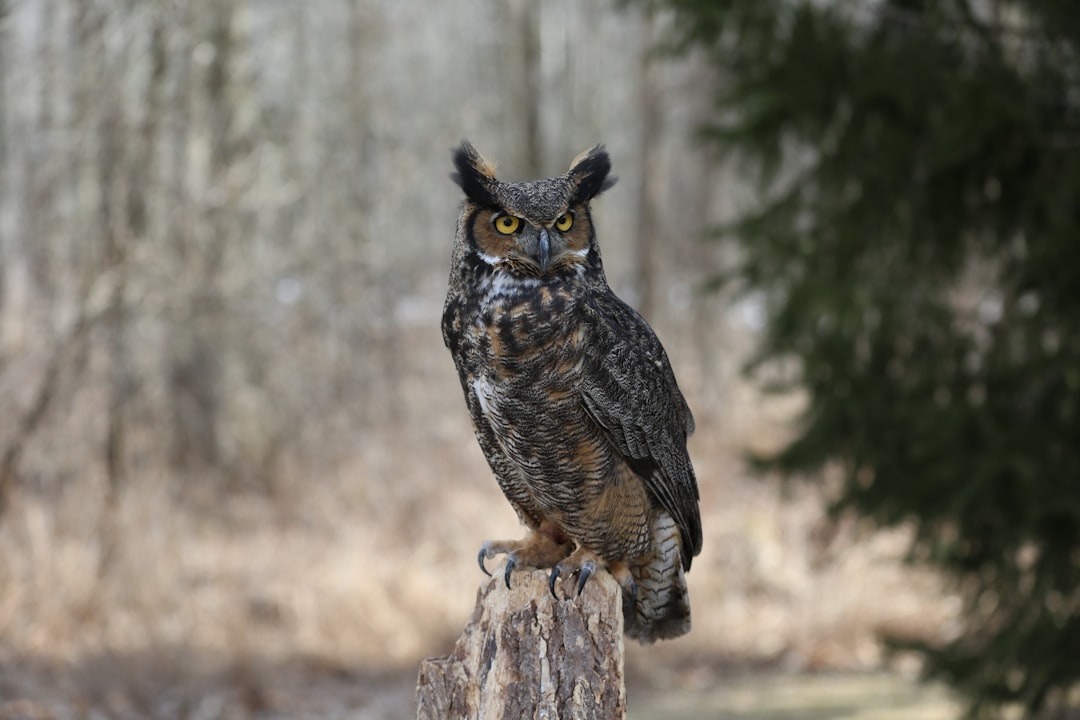 Taurus: The Great Horned Owl (Image Credits: Unsplash)