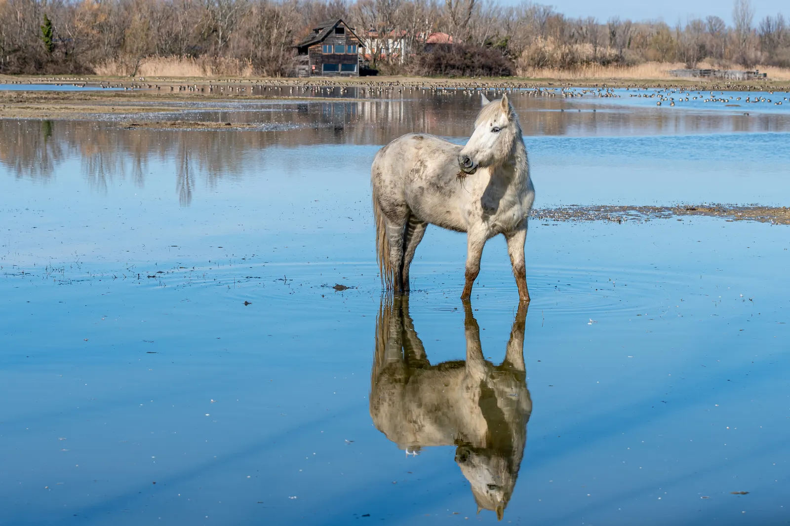 Pisces: The Camargue Horse (By Isiwal, CC BY-SA 4.0)