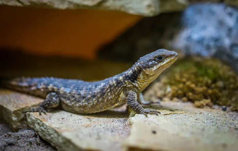 The Western Alligator Lizard - The Menacing-Looking Harmless Giant (Image Credits: Pexels)
