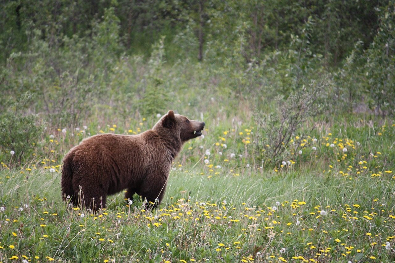 Alaska: The Undisputed Grizzly Bear Capital (Image Credits: Pixabay)