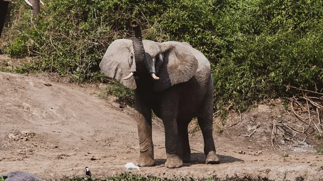 Cancer: The Empathetic Elephant (Image Credits: Unsplash)