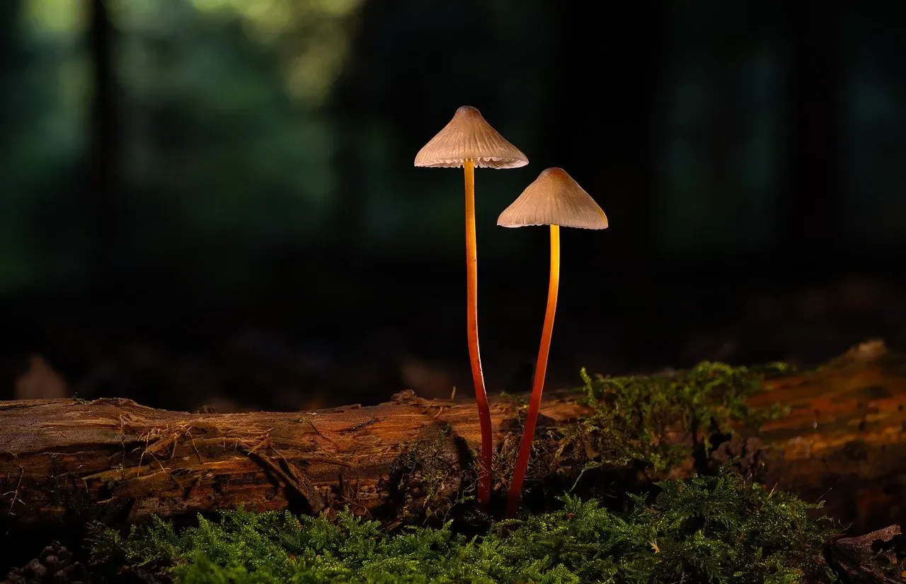 Glow Beyond the Sea: Fireflies, Fungi, and Land-Based Wonders (Image Credits: Pixabay)
