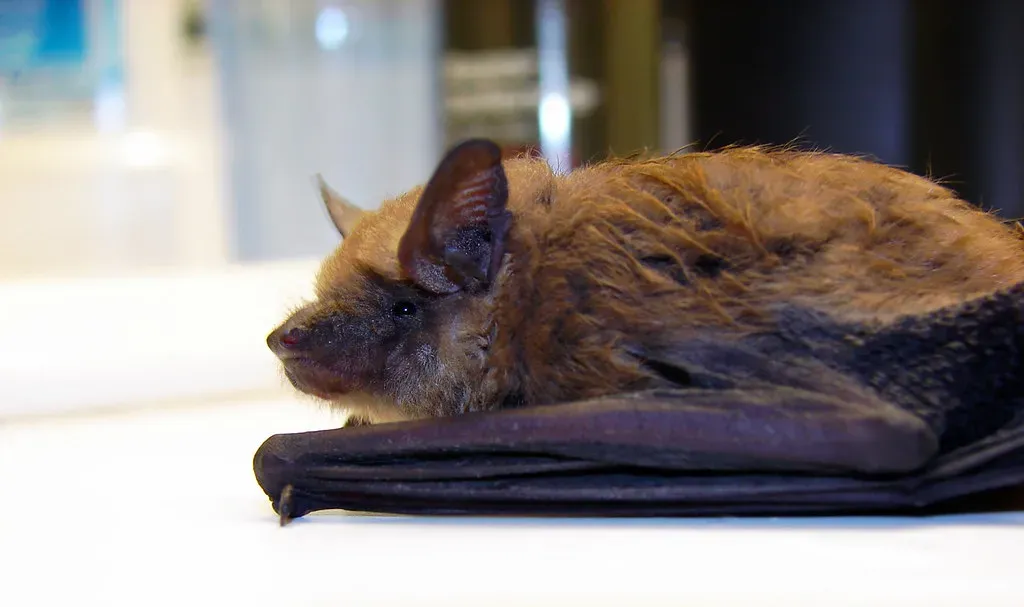 Hunting in the Dark: The Bat as a Precision Predator (Furryscaly, Flickr, CC BY-SA 2.0)