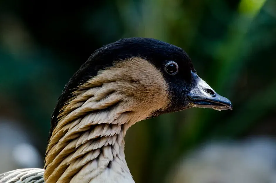 4. Nēnē (Hawaiian Goose) (Image Credits: Pexels)