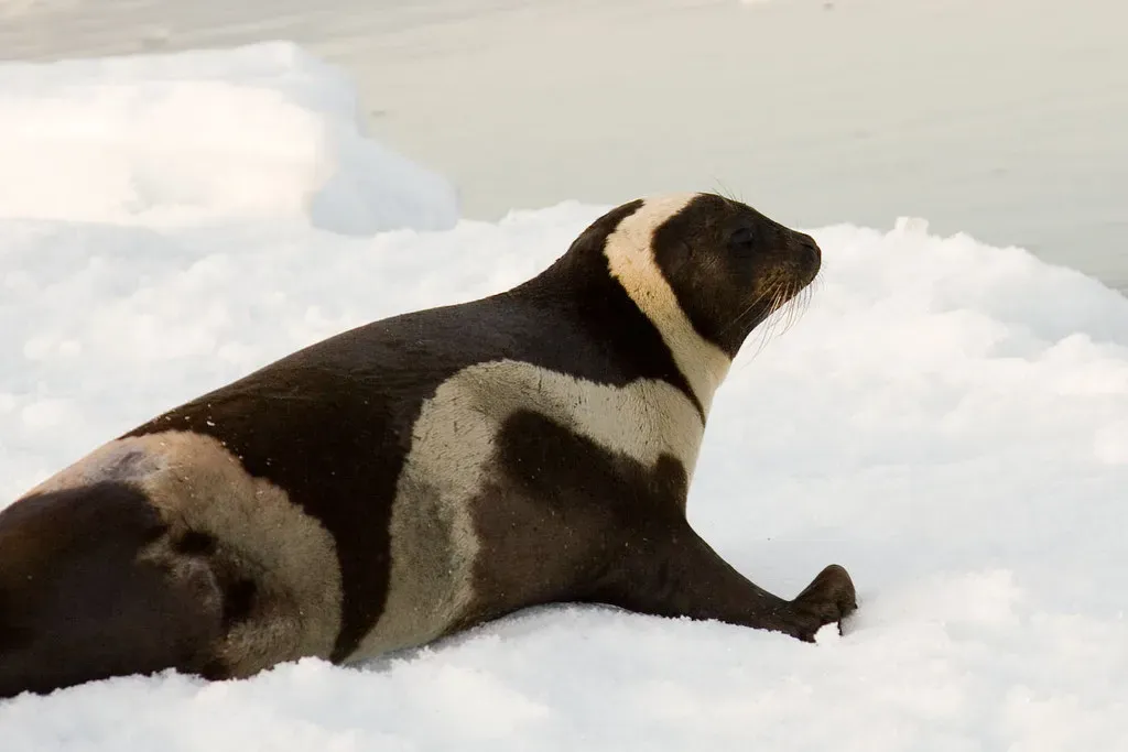 Ribbon Seals: The Boldly Striped Beauties (Image Credits: Flickr)
