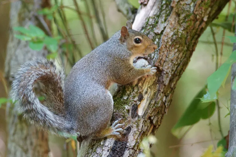 #4: Habitat Loss and Urban Development Break the Chain (Image Credits: Stocksnap)