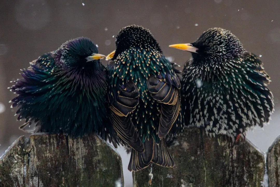 #10 - You Defend "Pest" Birds Like Starlings Without Even Meaning To (Image Credits: Unsplash)