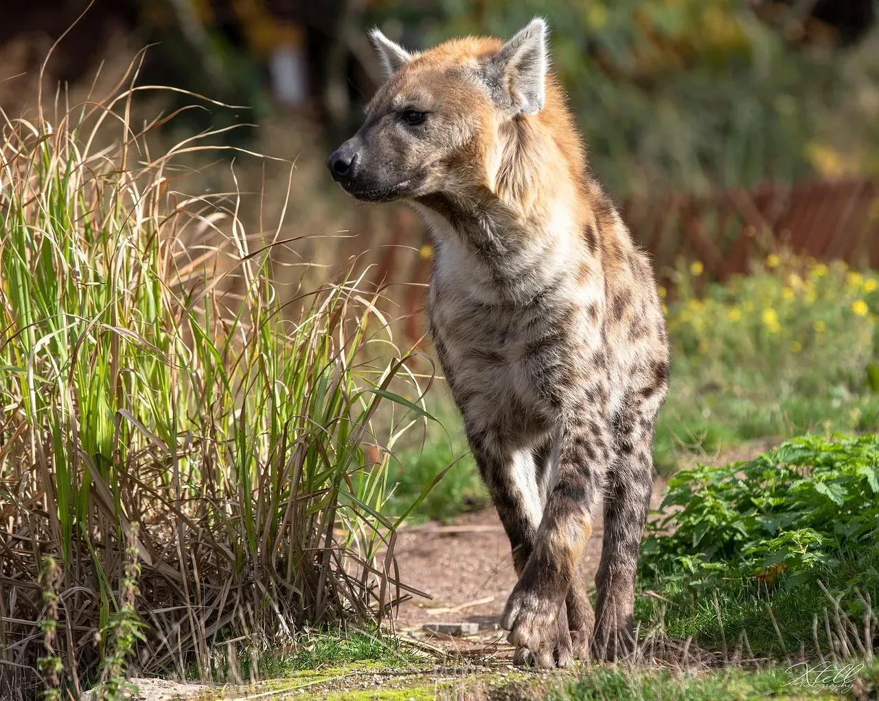 Spotted Hyenas: The Matriarchy That Turns Gender Norms Upside Down (Image Credits: Pixabay)