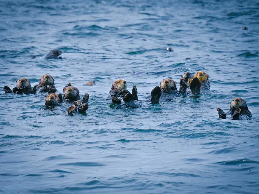 The Pacific Coast: Sea Otters Reclaiming Their Range (Image Credits: Pexels)