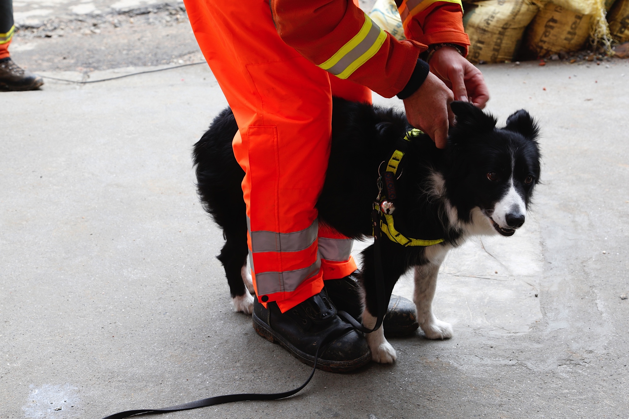 Dogs: Nature's Earthquake Detectors (Image Credits: Wikimedia)