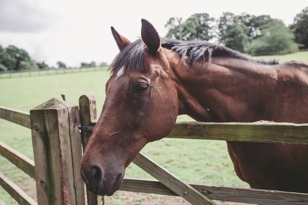 #19 - They Choose Your Voice Over the Herd’s Energy (Image Credits: Unsplash)