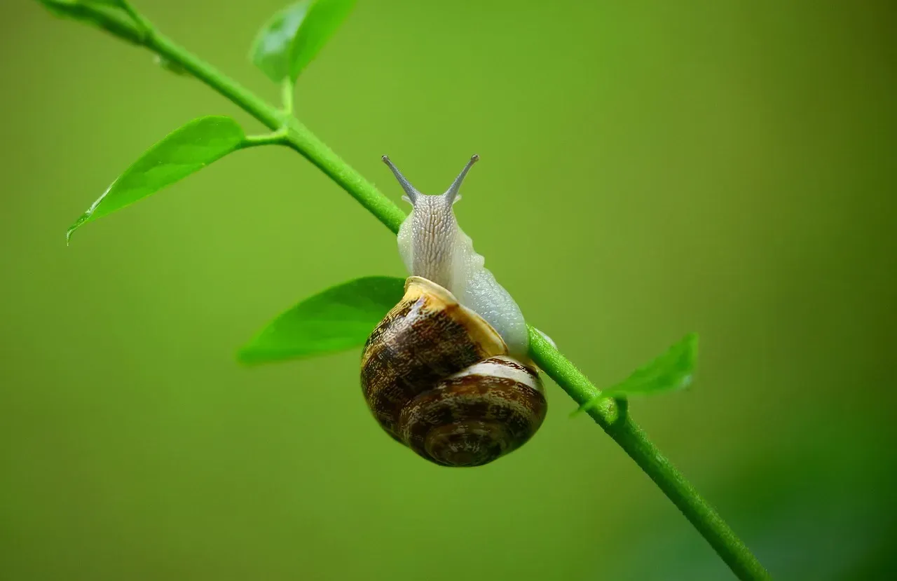 Florida Apple Snail: The Humble Foundation of the Food Web (Image Credits: Pixabay)