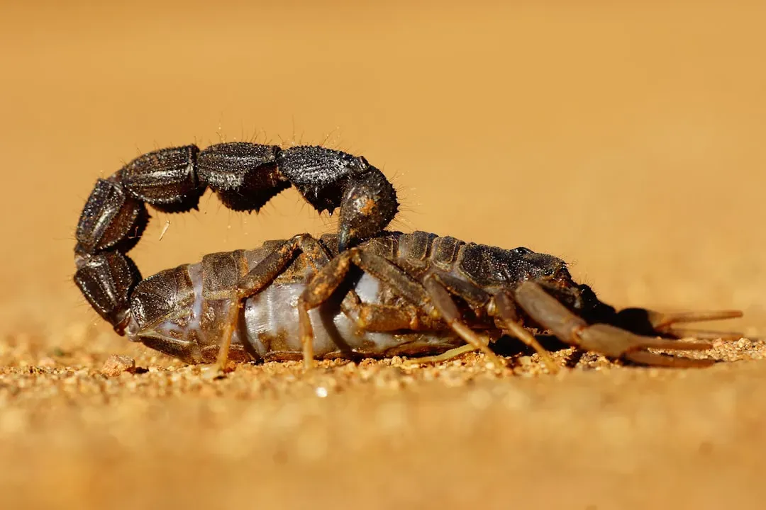 Scorpio: The Striking Scorpion (Image Credits: Unsplash)