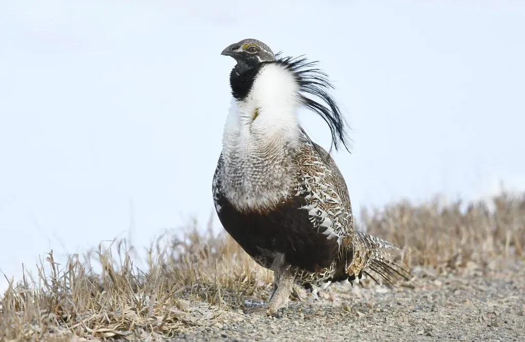 The Gunnison Sage-Grouse: America's Forgotten Bird (Larry Lamsa, Flickr, CC BY 2.0)