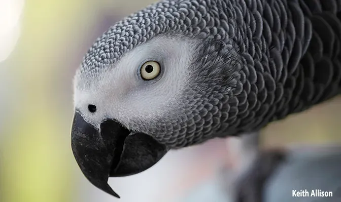 1. African Grey Parrot: The Undisputed Einstein of the Bird World (USFWS Headquarters, Flickr, CC BY 2.0)
