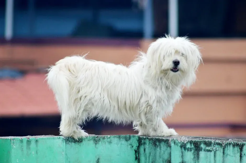 9. Coton de Tulear (Image Credits: Pexels)