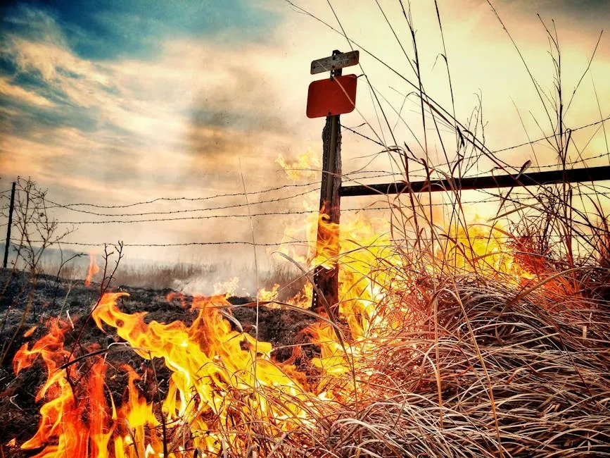 Fire, Invasives, and the Vicious Cycle Reshaping the Land (Image Credits: Pexels)