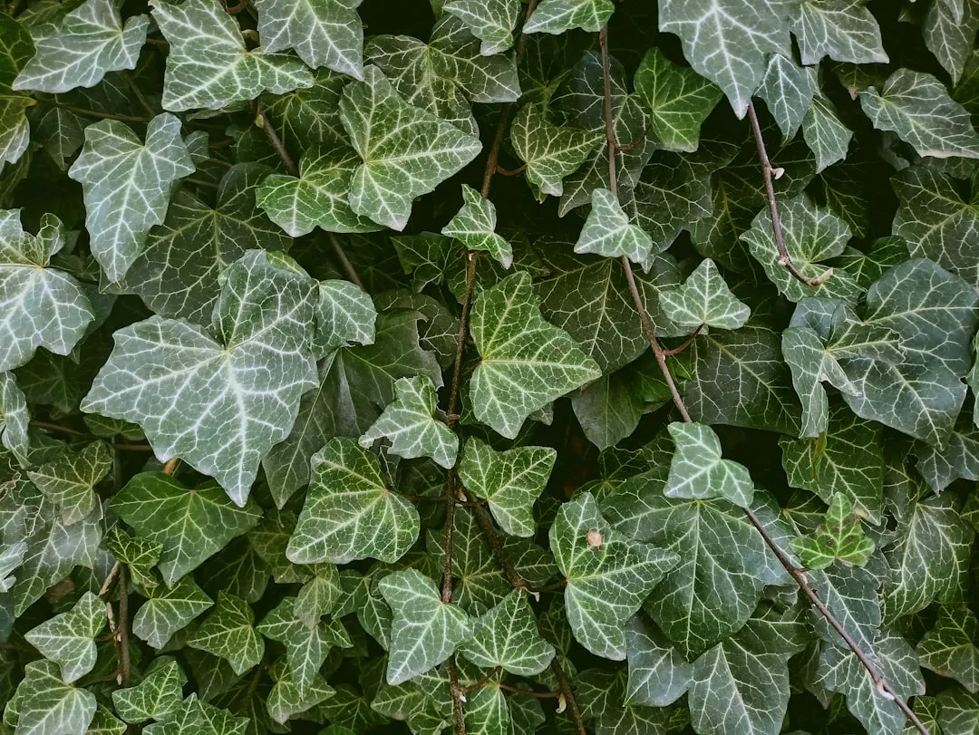 #7 - Stop Ripping Out the Ivy (Image Credits: Unsplash)