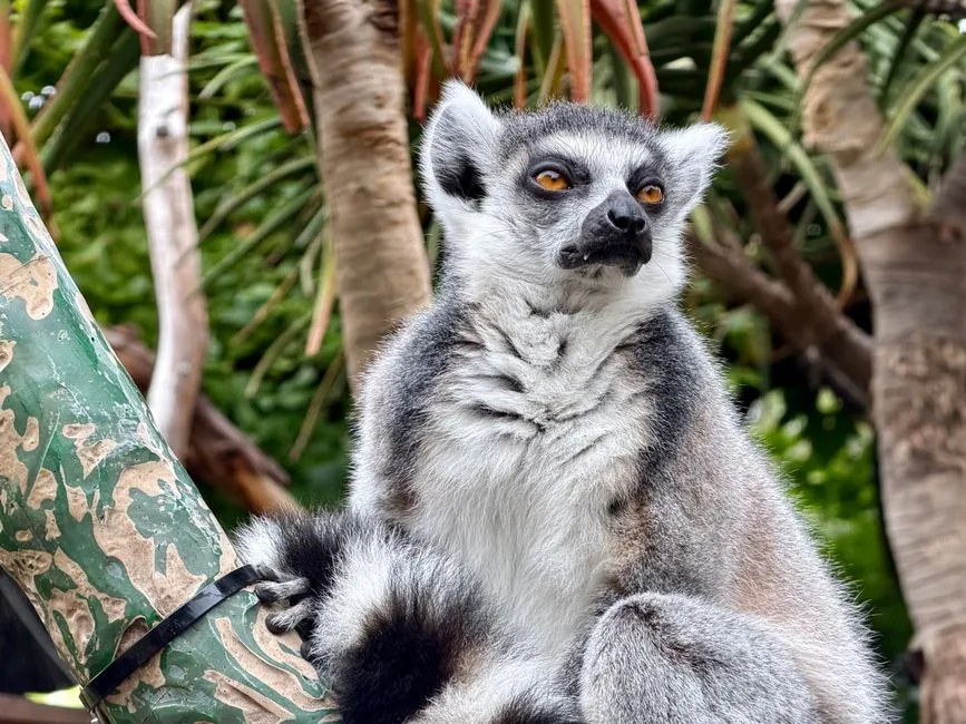 6. Lemurs Prefer Shared Control in Tech Interactions (Image Credits: Pexels)