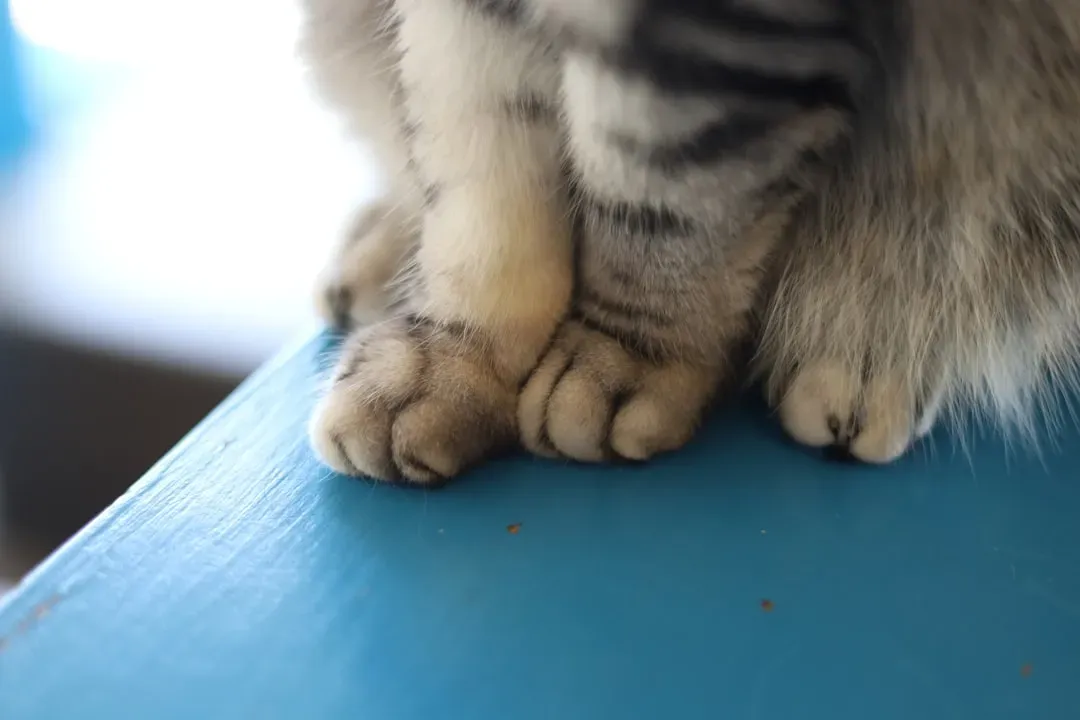 3. Kneading Paws (Image Credits: Unsplash)