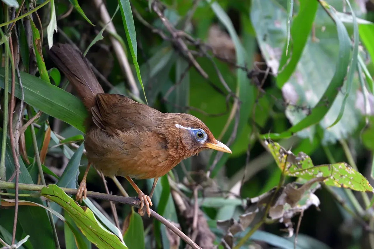 Invasive Species: Movement in the Wrong Direction (Image Credits: Pixabay)