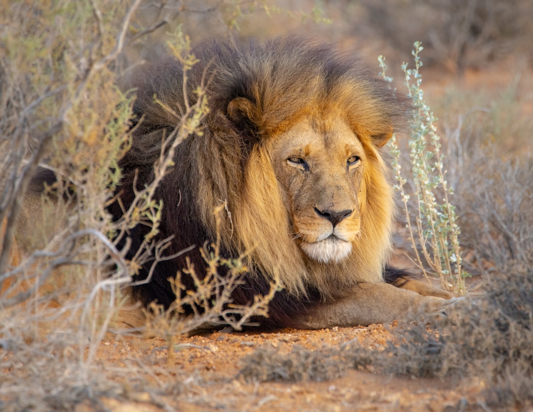 Environmental Conditions That Amplify the Roar (Image Credits: Unsplash)