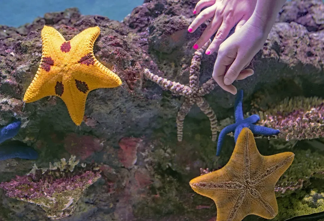 Starfish Vomit Their Stomachs to Digest Prey Alive (Image Credits: Unsplash)