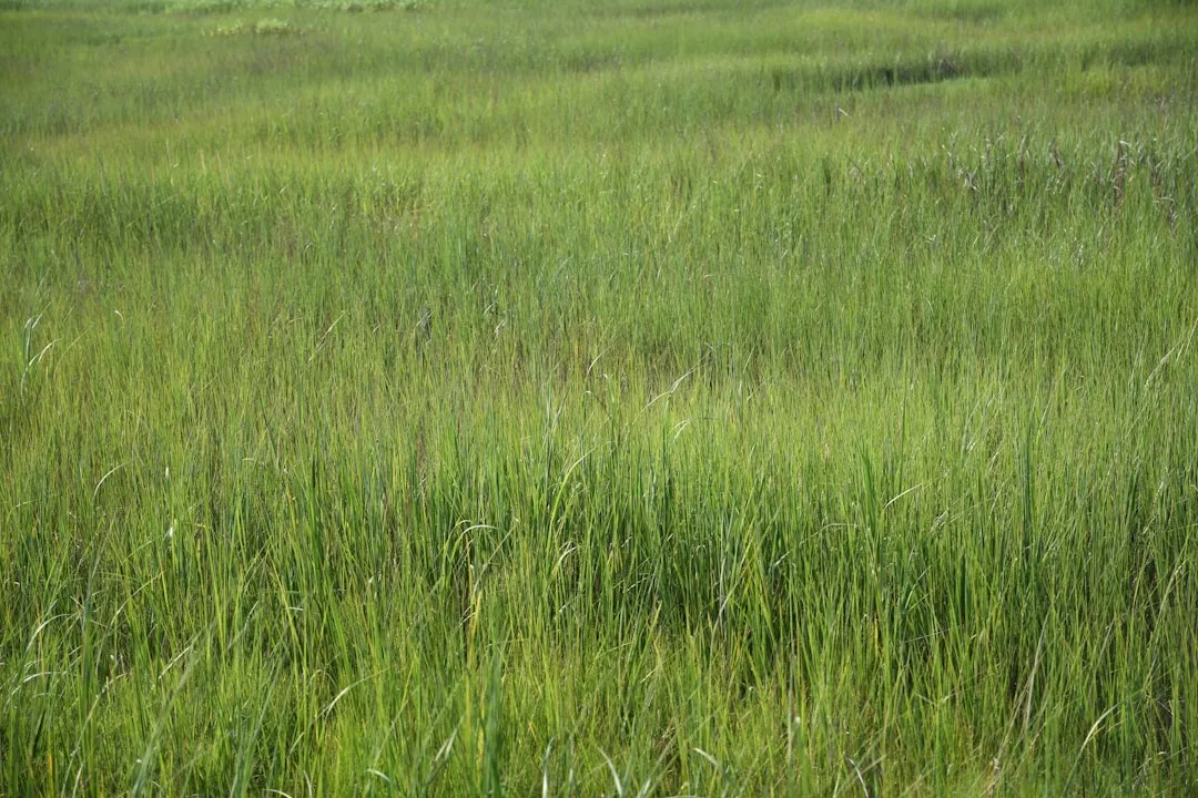 5. Native Grasses (Little Bluestem, Switchgrass, and Friends) (Image Credits: Unsplash)