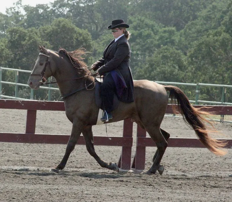 #16 - Tennessee Walking Horses Fight a Foot Problem Baked Into Their Gait (Just chaos, Flickr, CC BY 2.0)