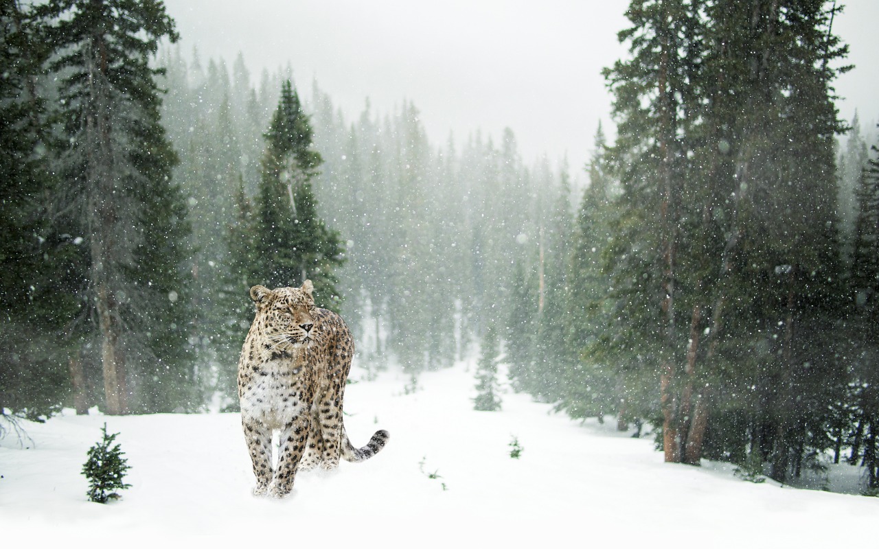 Real Wildlife Expert Encounters (Image Credits: Pixabay)