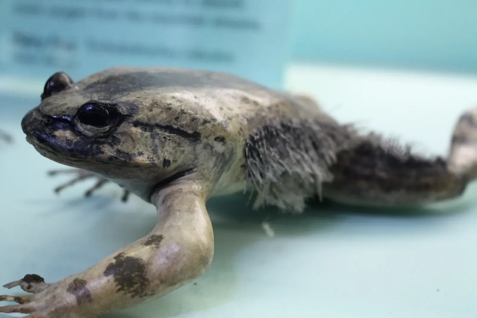 The Hairy Frog That Breaks Its Own Bones (kindly granted by the author, CC BY-SA 4.0)