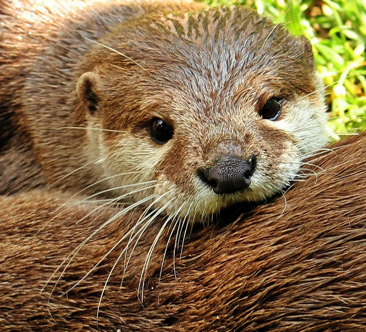 Aquarius: The Otter's Unique Approach (Image Credits: Pixabay)