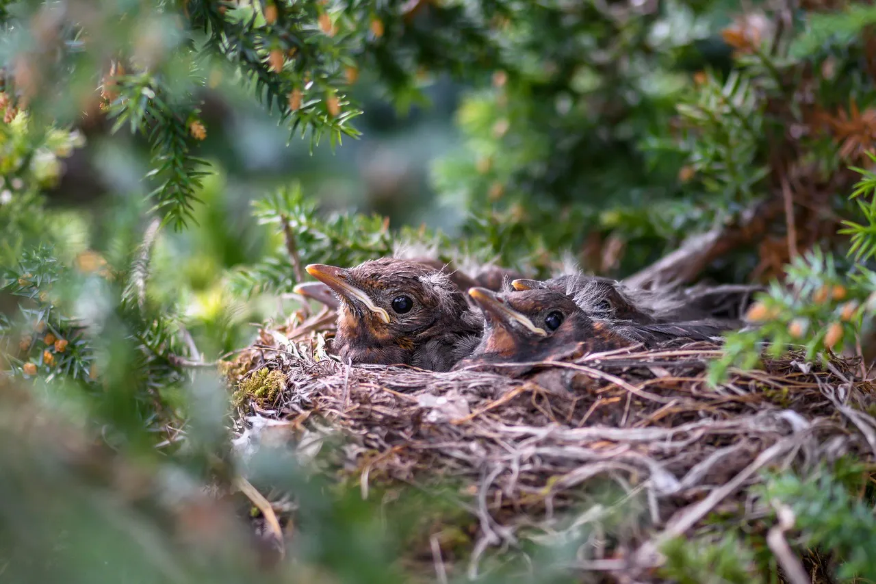 What happens to the nests that never get chosen (Image Credits: Pixabay)