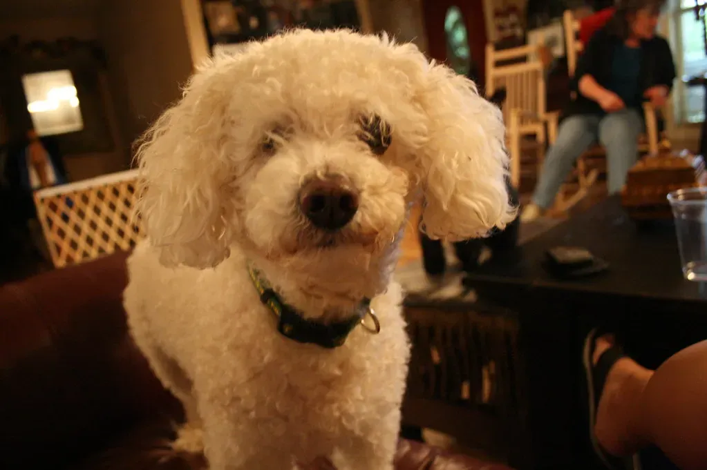 Poodle (Image Credits: Flickr)