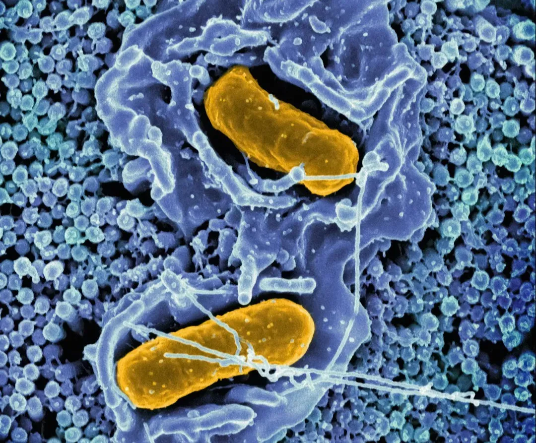 Ancient Microbes in a State of Suspended Animation (Image Credits: Unsplash)