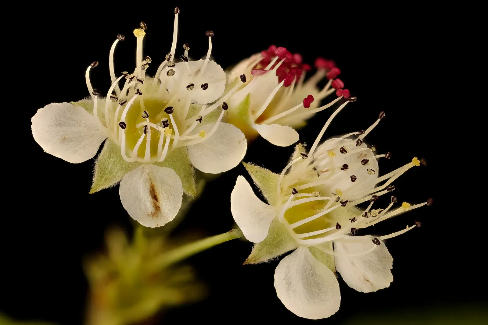 Ninebark (Physocarpus opulifolius) (Physocarpus opulifolius 2, Ninebark, flower inflorescence, Green Farmacy Garden, Howard Co, Md, H Metzman_2018-06-20-20.38.53 ZS PMax UDR, Public domain)