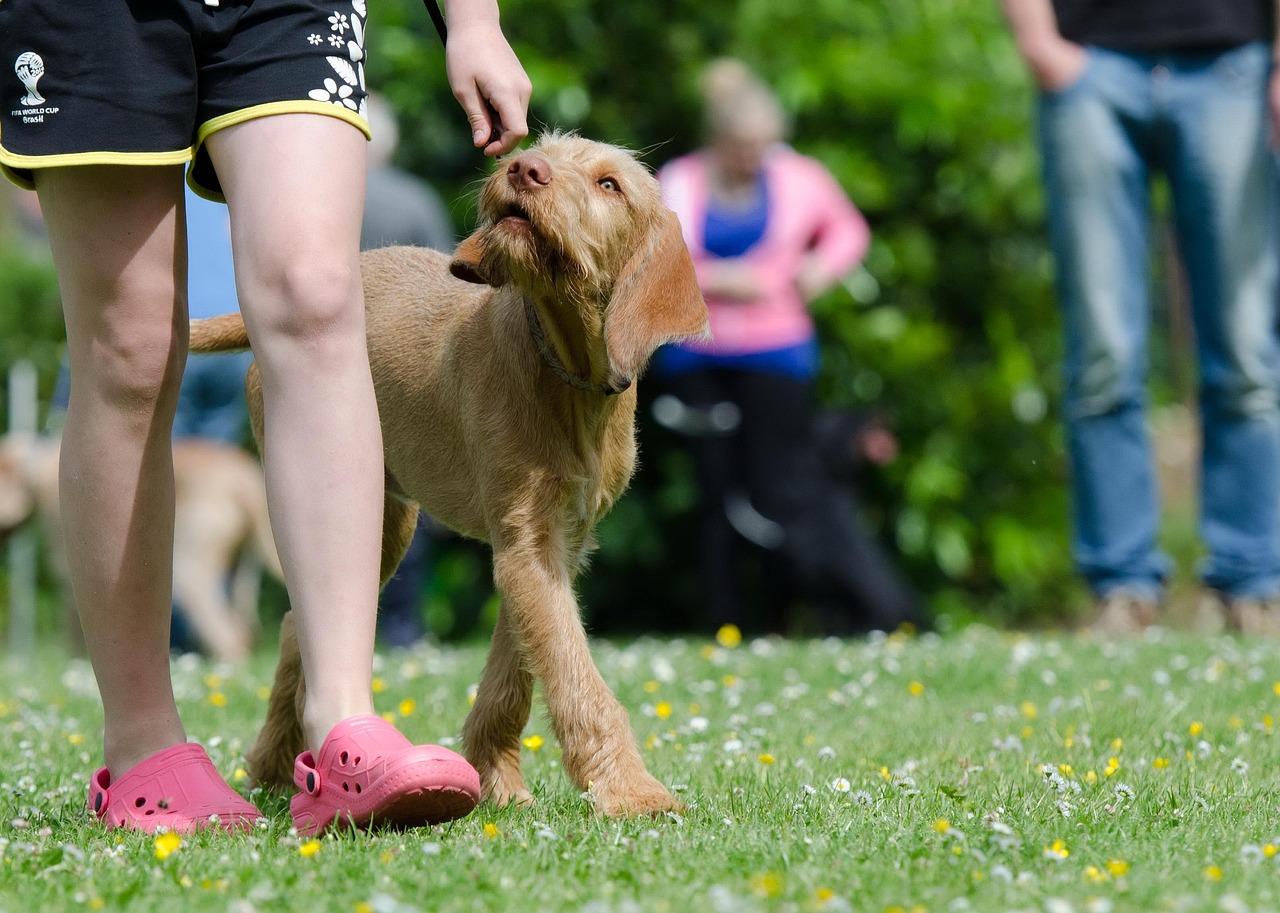 Master Gradual Desensitization Techniques (Image Credits: Pixabay)