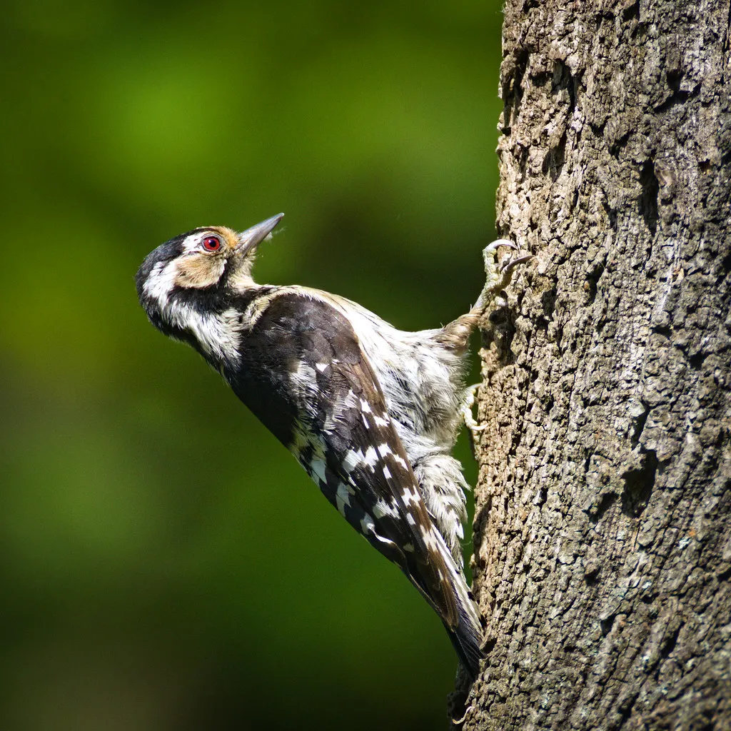 #31 - Lesser Spotted Woodpeckers Have Become a Genuine Rarity (hedera.baltica, Flickr, CC BY-SA 2.0)