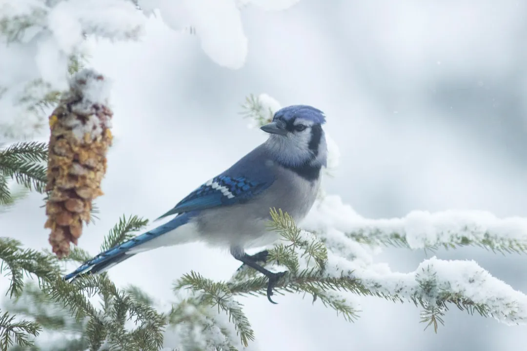 Establishing the pecking order in winter flocks (Image Credits: Unsplash)