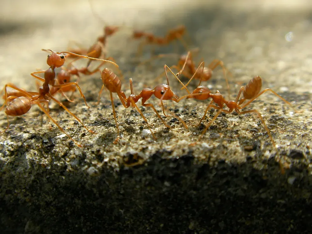 3. The Invading Ant Army (Image Credits: Flickr)