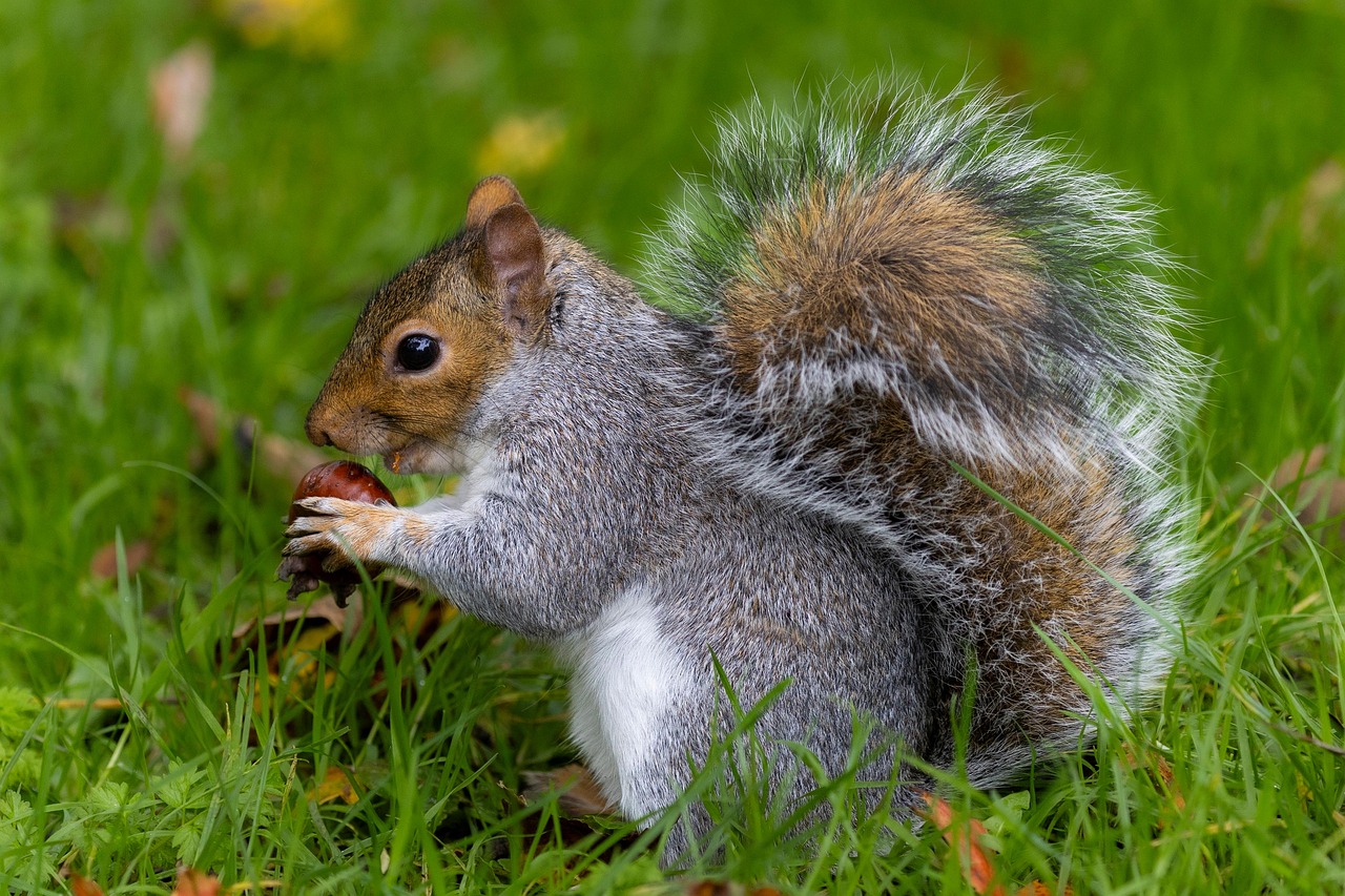 Squirrels: The Scheming Strategists (Image Credits: Pixabay)