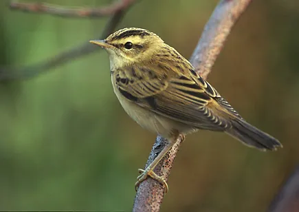 #13 - Sedge Warblers Are Betting Everything on Timing (By Acrocephalus schoenobaenus 1 (Marek Szczepanek).jpg: Marek Szczepanek
Derivative work: Bogbumper (talk), CC BY-SA 3.0)