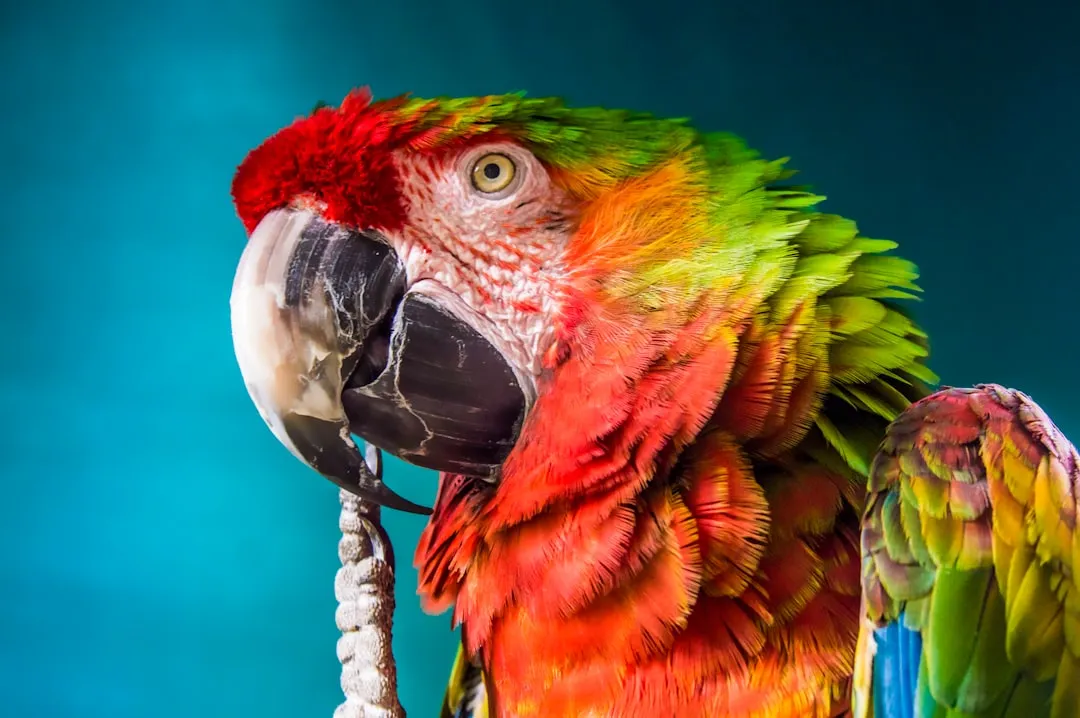 From Tokens to Treats: How Parrots Use Numbers in Flexible Ways (Image Credits: Unsplash)