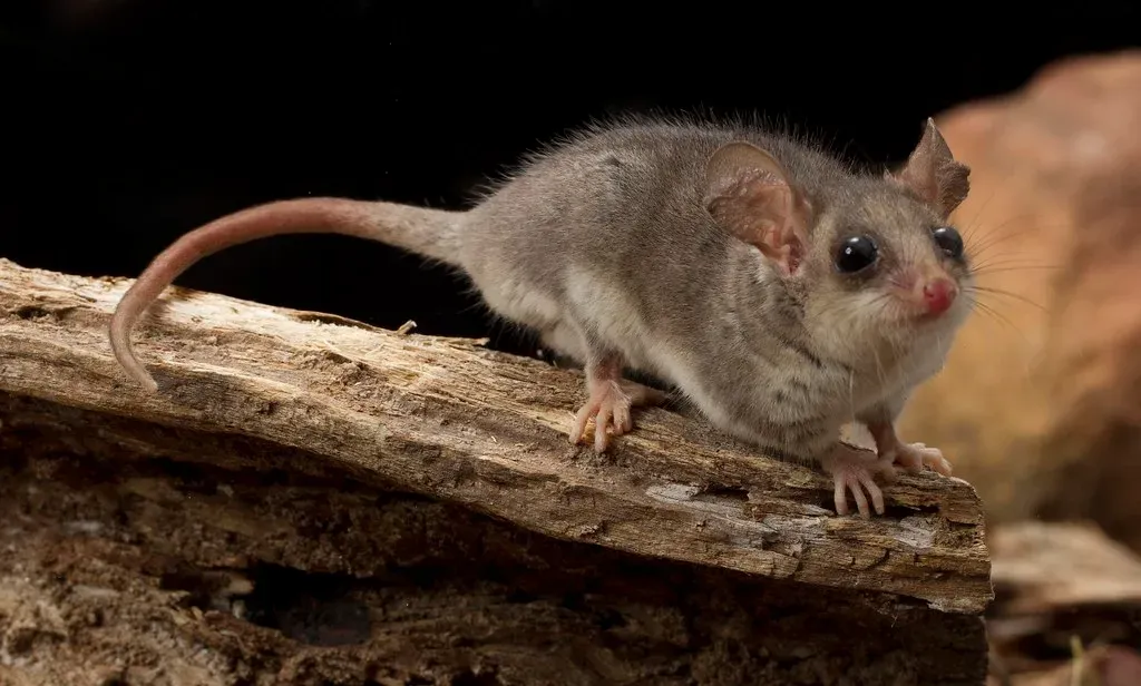 Aquarius: Pygmy Possum (Image Credits: Flickr)