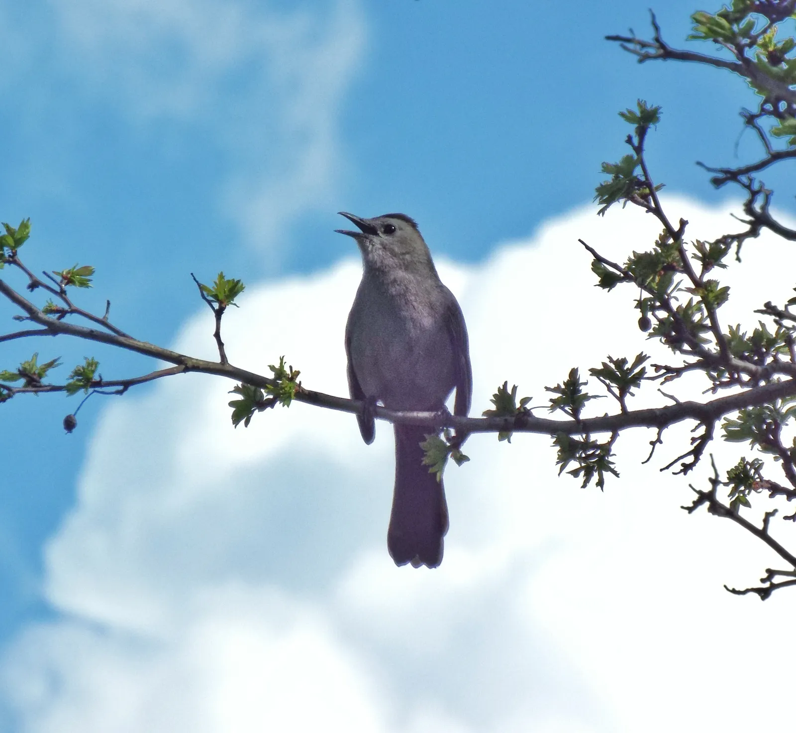 #9 - They Vocalize Calmly Instead of Sounding the Alarm (By David Whelan, CC0)