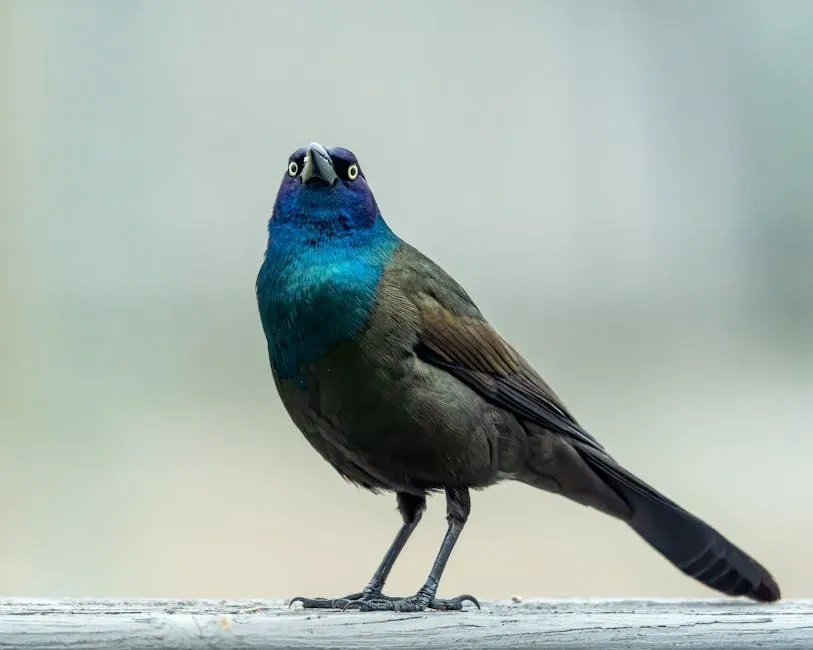 #1: They Belong to a Family of Surprisingly Clever Birds (Image Credits: Pexels)