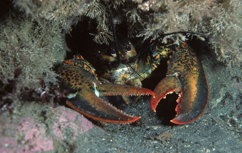 American Lobsters: The Curious Case of Biological Near-Immortality (Image Credits: Flickr)